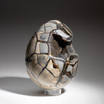 Genuine Polished Septarian Egg