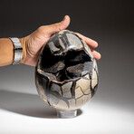 Genuine Polished Septarian Egg