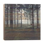 Through The Trees // Tordis Kayma (26"H x 26"W x 1.5"D)