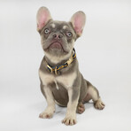 Deluxe Pet Collar // Off The Chain (Small)