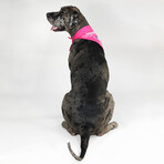 Deluxe Pet Bandana Set Of 2 // Boss Lady & Mic Drop (XS)