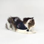 Deluxe Pet Bandana Set Of 2 // Boss Lady & Mic Drop (XS)