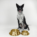 Deluxe // Off The Chain Pet Bowl (Large)