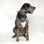 Deluxe Pet Bandana Set Of 2 // Boss Lady & Mic Drop (XS)