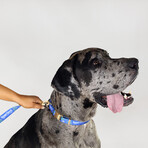 Deluxe Pet Collar // Halftime (Small)