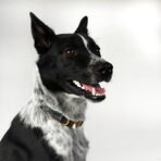 Deluxe Pet Collar // Classic (Small)