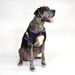 Deluxe Big Pet Jersey // Off The Chain (Big Dog)