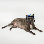 Deluxe Pet Baseball Hat // Halftime (XS)