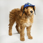 Deluxe Pet Baseball Hat // Halftime (XS)