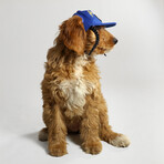 Deluxe Pet Baseball Hat // Halftime (XS)
