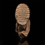 Wooly Mammoth Molar Tooth and Jaw Fragment