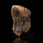 Wooly Mammoth Molar Tooth and Jaw Fragment