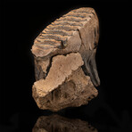 Wooly Mammoth Molar Tooth and Jaw Fragment