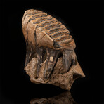 Wooly Mammoth Molar Tooth and Jaw Fragment