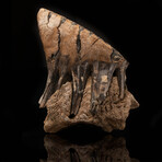 Wooly Mammoth Molar Tooth and Jaw Fragment