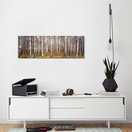 Silver Birch Trees in a Forest Narke, Sweden // Panoramic Images (16"H x 48"W x 0.75"D)