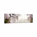Cherry Blossoms at the Lakeside Washington DC, USA // Panoramic Images (16"H x 48"W x 0.75"D)