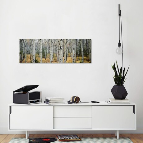 Aspen Trees in a Forest Alberta, Canada // Panoramic Images (16"H x 48"W x 0.75"D)