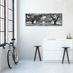 Brick Path Through Alley Of Oak Trees, Louisiana, New Orleans, USA (Black And White) II // Panoramic Images (16"H x 48"W x 0.75"D)