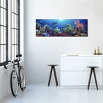School of Fish Swimming Near a Reef, Indo-Pacific Ocean // Panoramic Images (16"H x 48"W x 0.75"D)