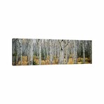 Aspen Trees in a Forest Alberta, Canada // Panoramic Images (16"H x 48"W x 0.75"D)