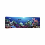 School of Fish Swimming Near a Reef, Indo-Pacific Ocean // Panoramic Images (16"H x 48"W x 0.75"D)
