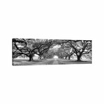Brick Path Through Alley Of Oak Trees, Louisiana, New Orleans, USA (Black And White) II // Panoramic Images (16"H x 48"W x 0.75"D)
