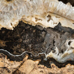 Genuine Banded Agate Geode // 8.4 lb