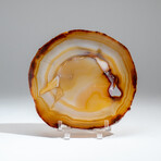 Genuine Banded Agate Slice with Acrylic Display Stand // 236g