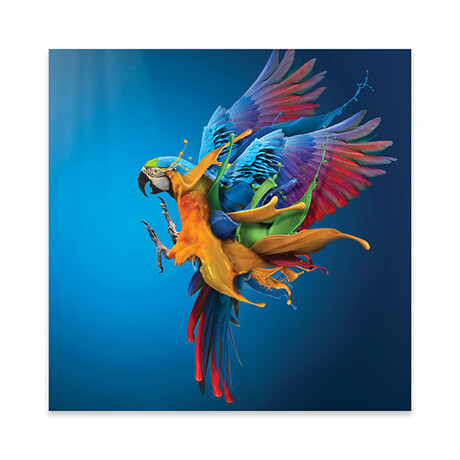 Flying Colours Print On Acrylic Glass by  Sulaiman Almawash