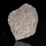 Muonionalusta Meteorite Slice // 340 Grams