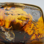 Natural Green Amber with Organic Matter Inclusions