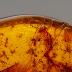 Natural Amber with Insect Inclusions from Baltic Sea Area