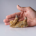 Genuine Allosaurus Tooth in Matrix with Acrylic Display Stand