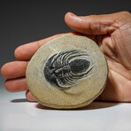 Genuine Spiny Kolihapeltis Trilobite in Matrix