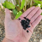 MEZCAL AGAVE SEEDS // BLUE WEBER, ESPADIN, MADRE CUISHE // Pack of 3 // 20 Seeds Each