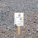 MEZCAL AGAVE SEEDS // BLUE WEBER, ESPADIN, MADRE CUISHE // Pack of 3 // 20 Seeds Each