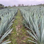 MEZCAL AGAVE SEEDS // BLUE WEBER, ESPADIN, MADRE CUISHE // Pack of 3 // 20 Seeds Each