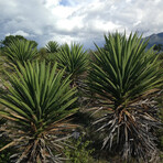 MEZCAL AGAVE SEEDS // BLUE WEBER, ESPADIN, MADRE CUISHE // Pack of 3 // 20 Seeds Each