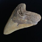 5.66" High Quality Megalodon Tooth
