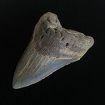 4.50" Megalodon Tooth V.1
