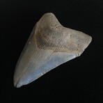 4.48" Megalodon Tooth