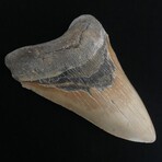 5.68" High Quality Serrated Megalodon Tooth