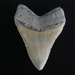 4.95" Serrated Megalodon Tooth