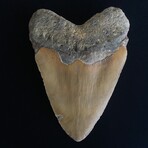 5.77" Huge Megalodon Tooth