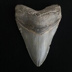 4.50" Megalodon Tooth V.2