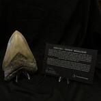 5.53" Serrated Megalodon Tooth
