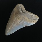 4.51" Megalodon Tooth