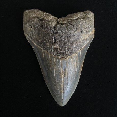 4.50" Megalodon Tooth V.1