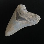 4.41" High Quality Serrated Megalodon Tooth